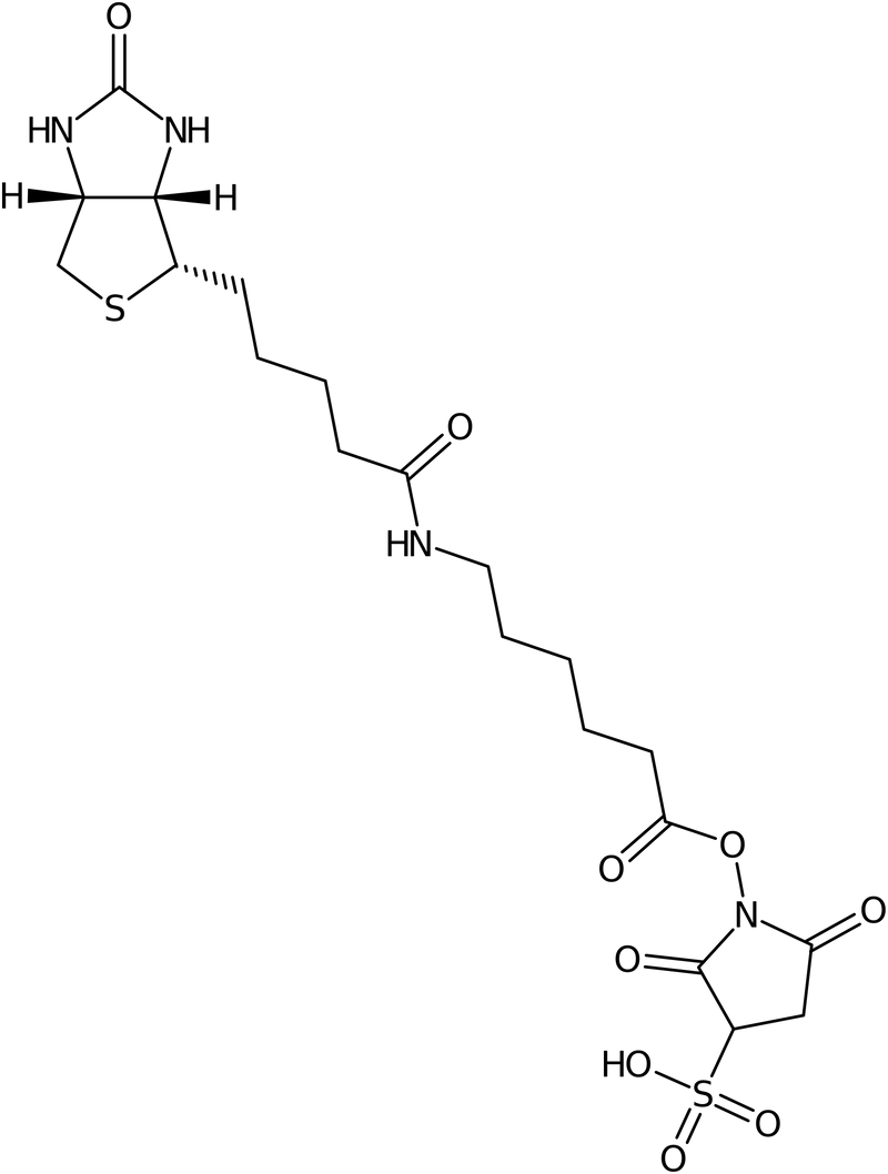 CAS: 127062-22-0 | Sulphosuccinimidyl-6-(biotinamido)hexanoate, NX19880