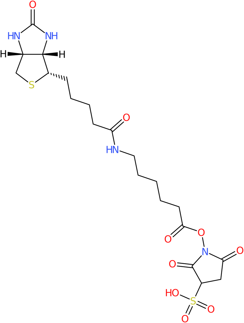 CAS: 127062-22-0 | Sulphosuccinimidyl-6-(biotinamido)hexanoate, NX19880